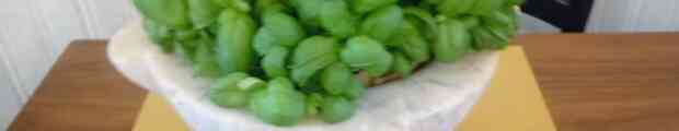 Basilico e pesto. English and storytelling all'ITS Albenga